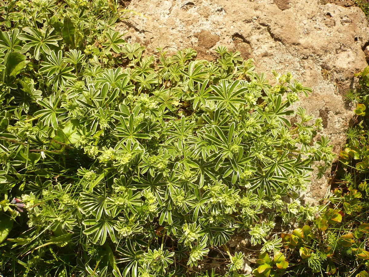 Alchemilla alpigena (Rosaceae)